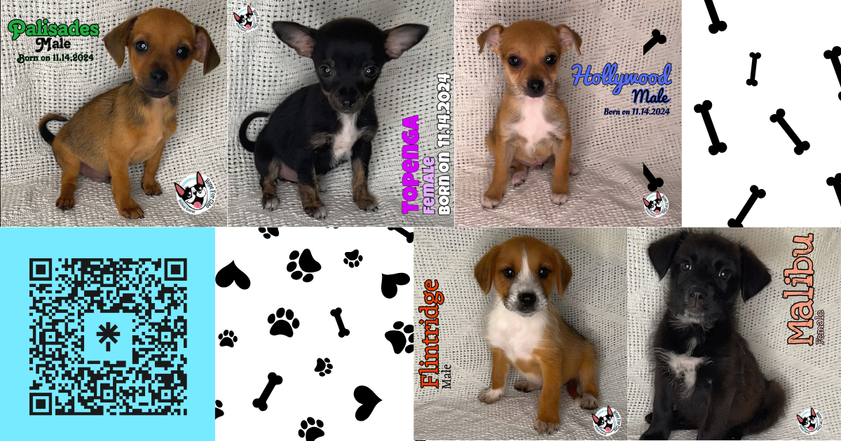 Campaign cover image for Paws for Hope