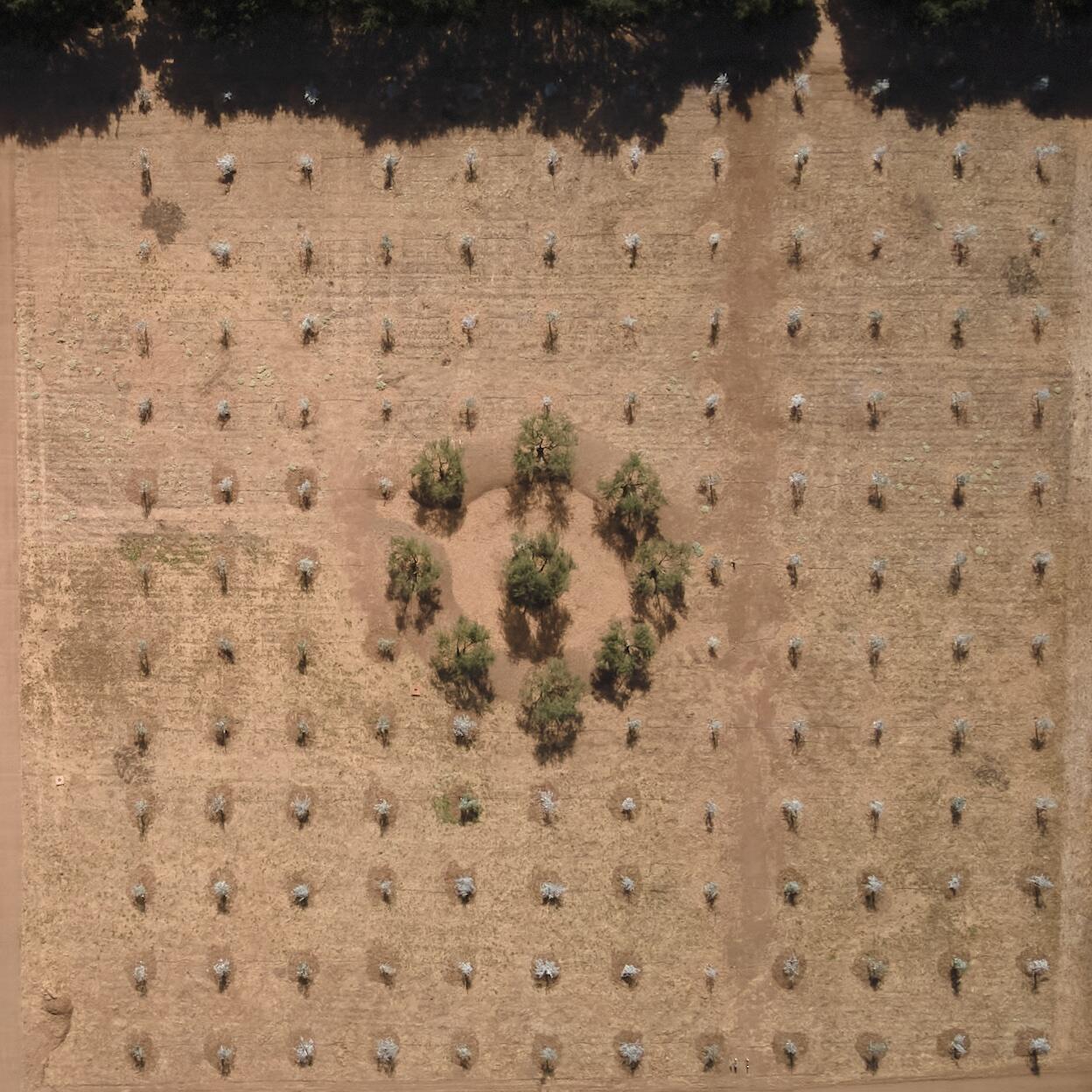 Campaign cover image for Adopt an Olive Tree at Moon + Oaks Farm