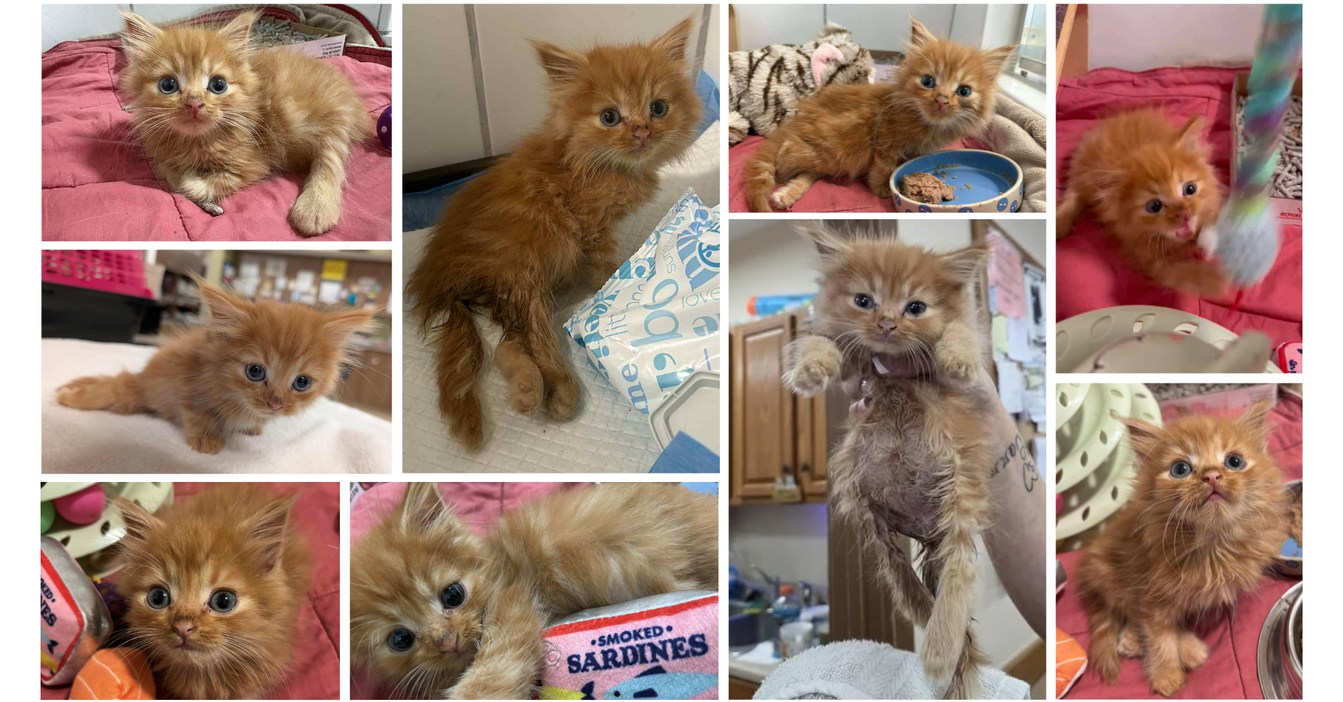 Campaign cover image for Donations needed for little Sardine!