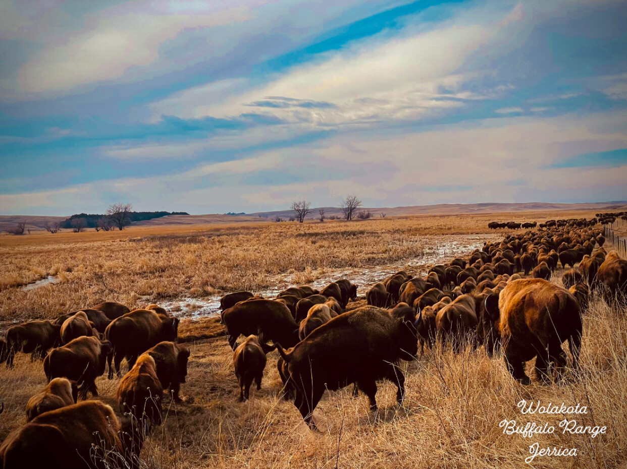 Wolak̇ota Buffalo Range