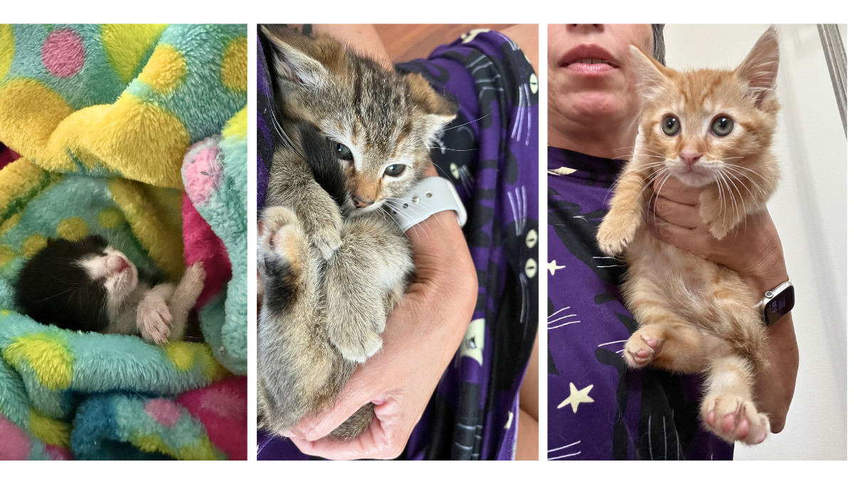 Campaign cover image for Kitten Season Raffle