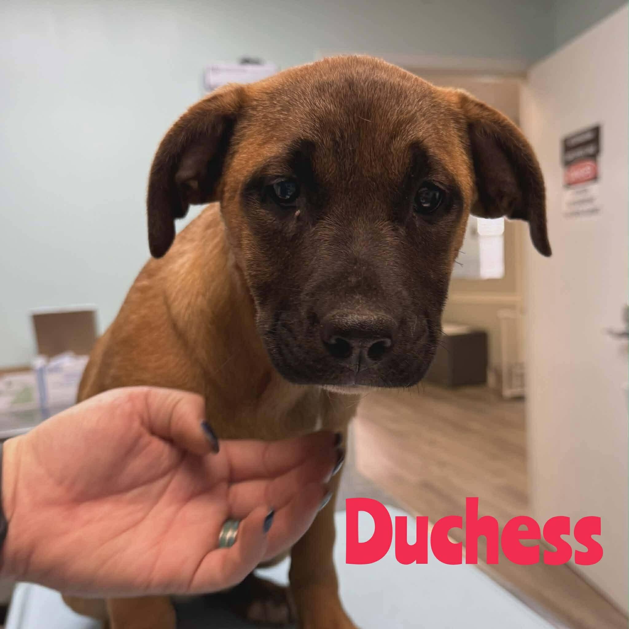 Campaign cover image for Helping Duchess