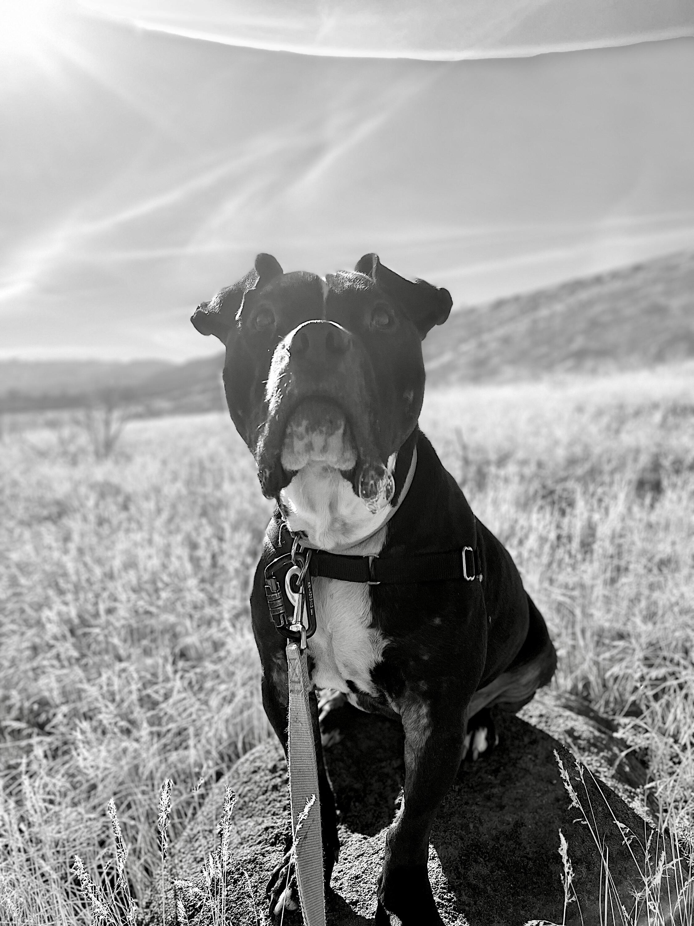 Campaign cover image for Become A Founding Pawtner