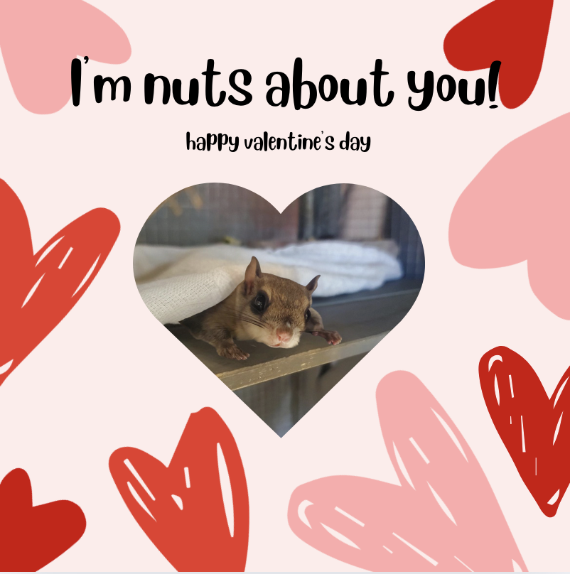 Campaign cover image for WildCare, Inc Valentine's Day Virtual Auction