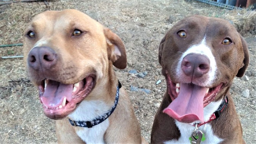 Campaign cover image for DUSTY & COOPER RESCUED FROM THE DESERT