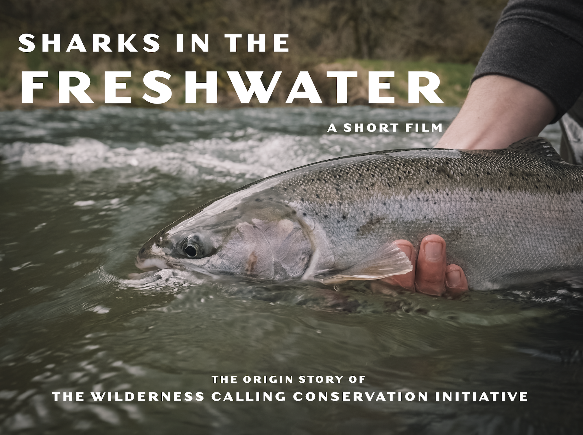 Campaign cover image for Silent auction for the Premiere of “Sharks in the Freshwater”