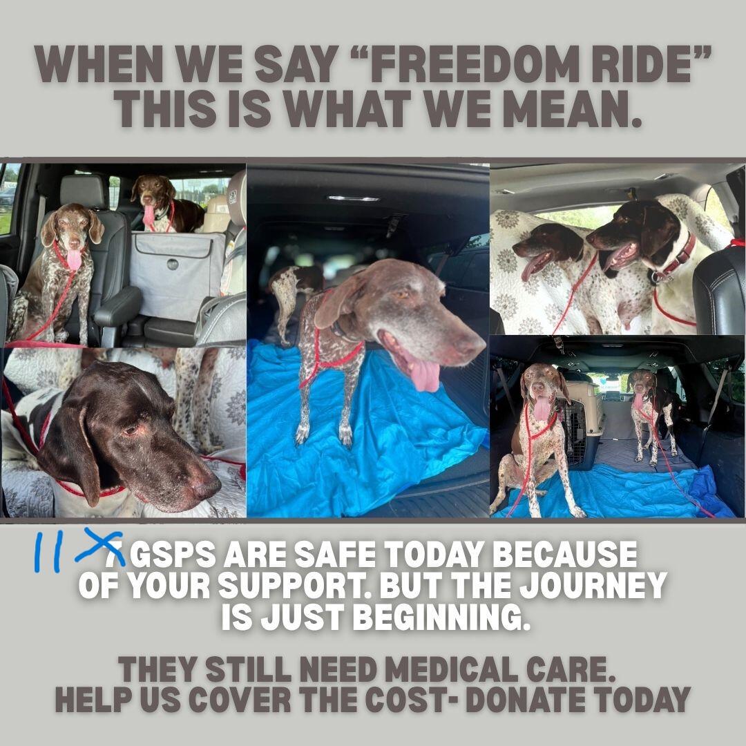 Campaign cover image for Support the Fetchin ELEVEN and/or New Mama GSP and pups!