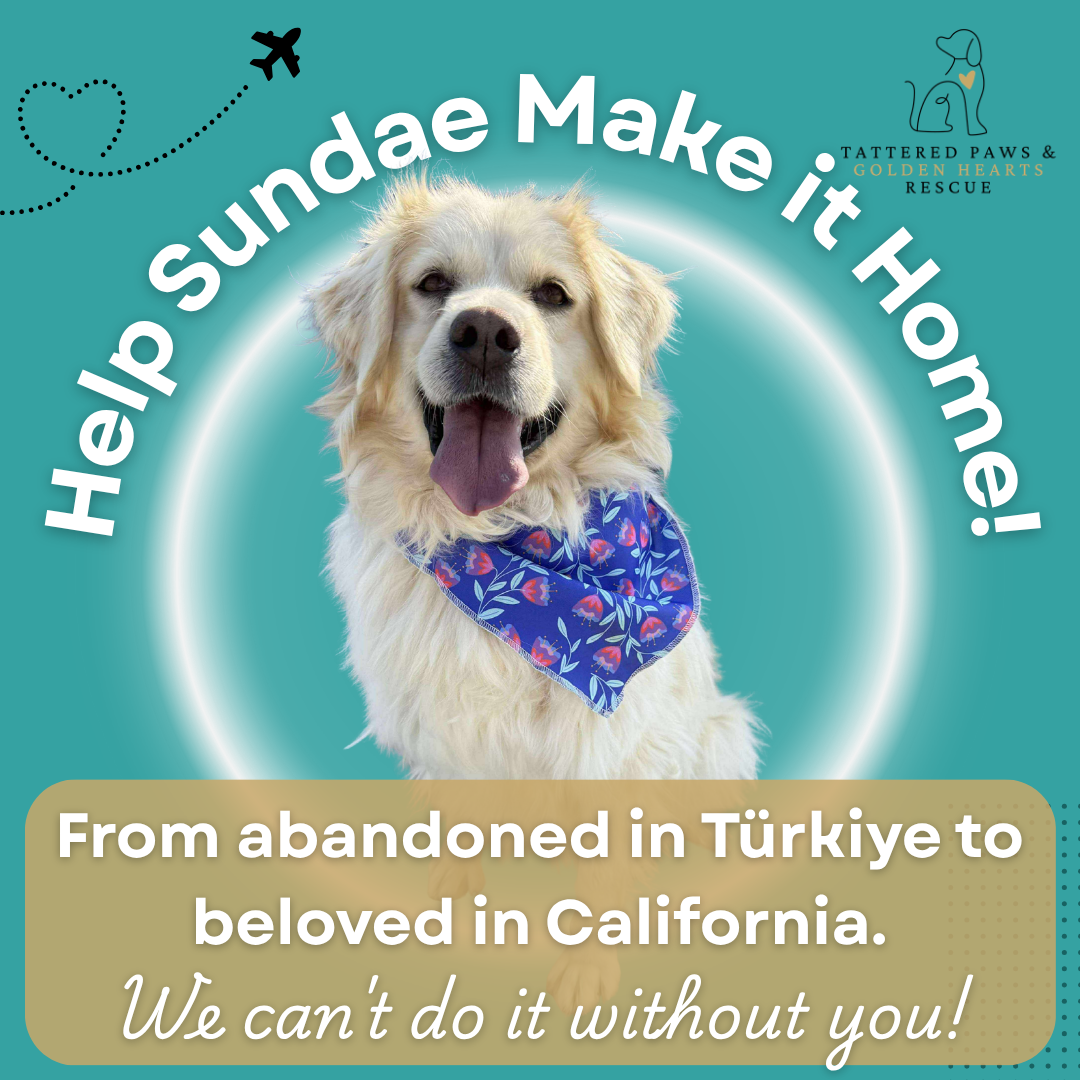 Campaign cover image for Help Sundae Make it Home!
