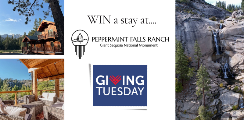 Campaign cover image for DONATIONS CLOSED - THANK YOU! Giving Tuesday Giveaway 2025