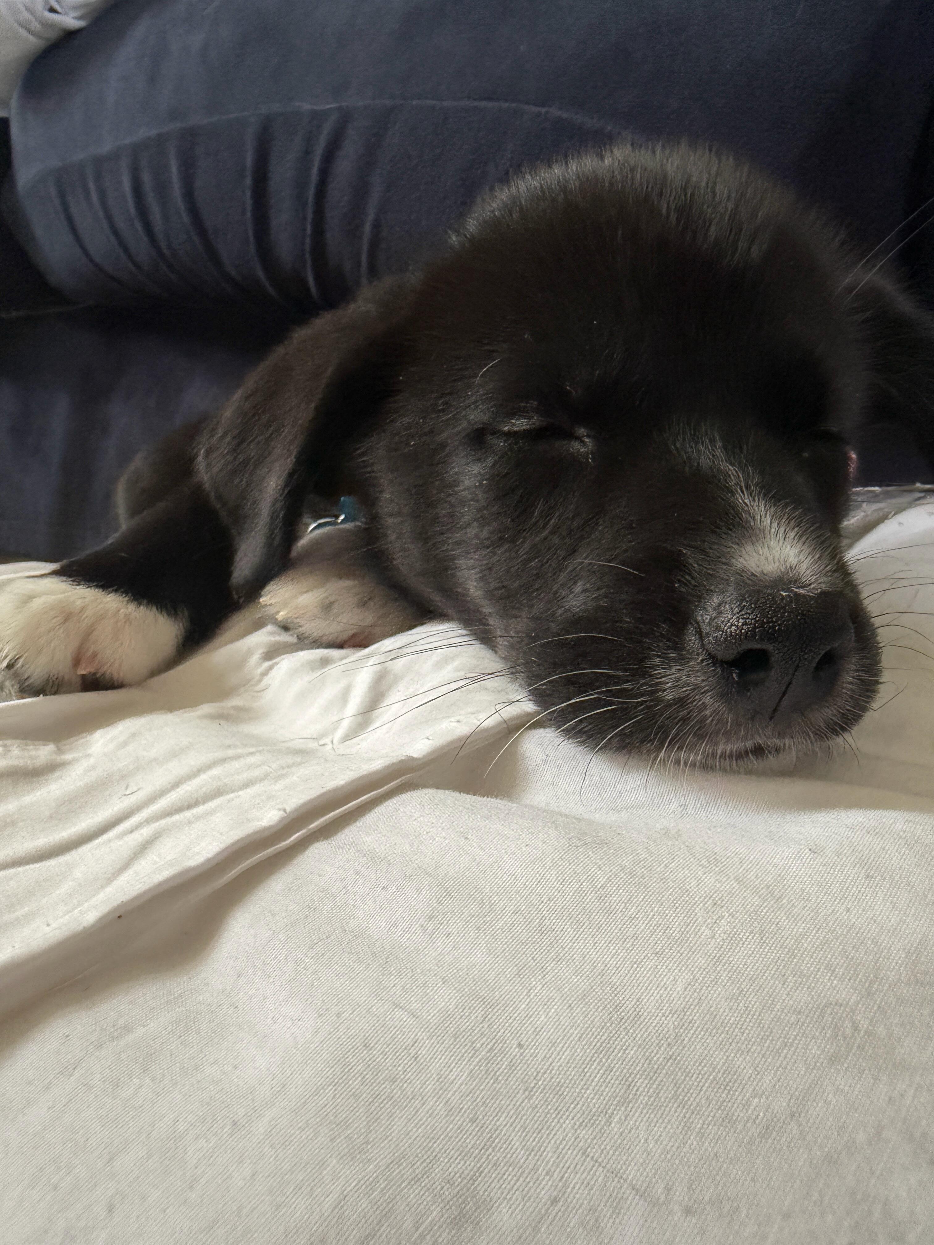 Campaign cover image for URGENT: Parvo Puppies Need You Right Now