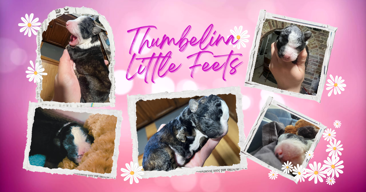 Campaign cover image for Meet Thumbelina Little Feets