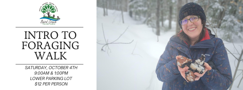 Campaign cover image for Intro to Foraging Walk - October 4th