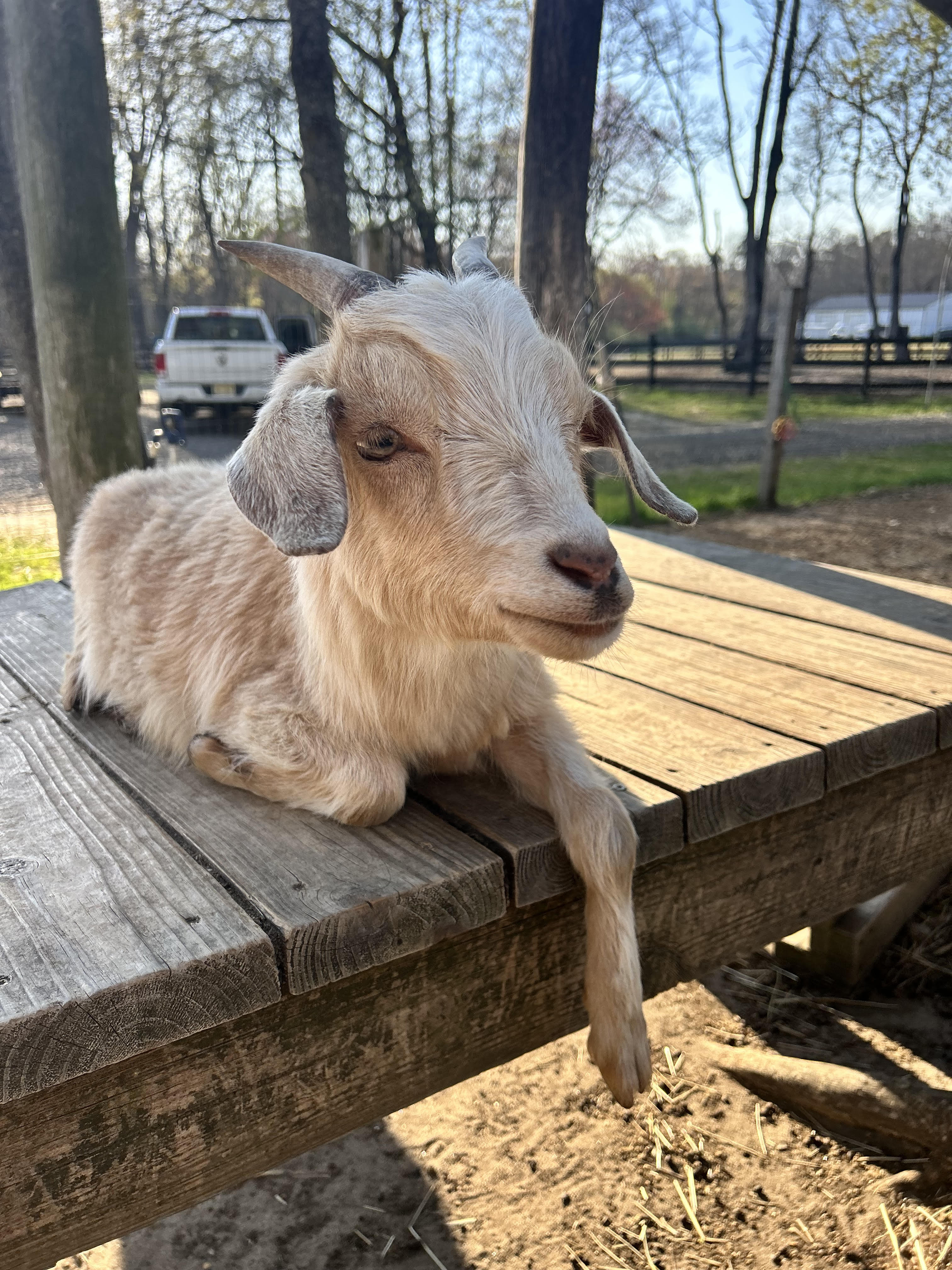 Campaign cover image for Tucker the Goat’s 1st Birthday Celebration on the Farm