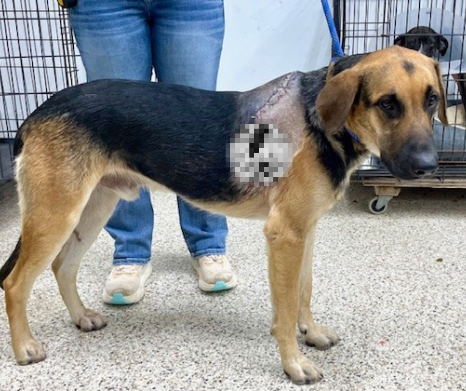 Campaign cover image for Brownie's Medical Care