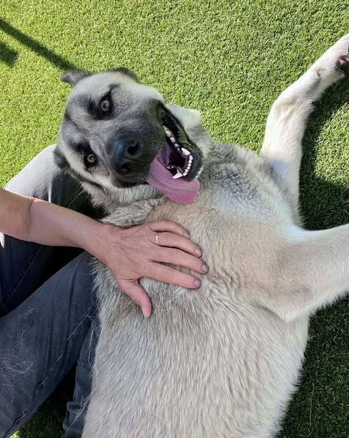 Campaign cover image for 🐾💛Dusty Was Minutes From Death 💛 🐾