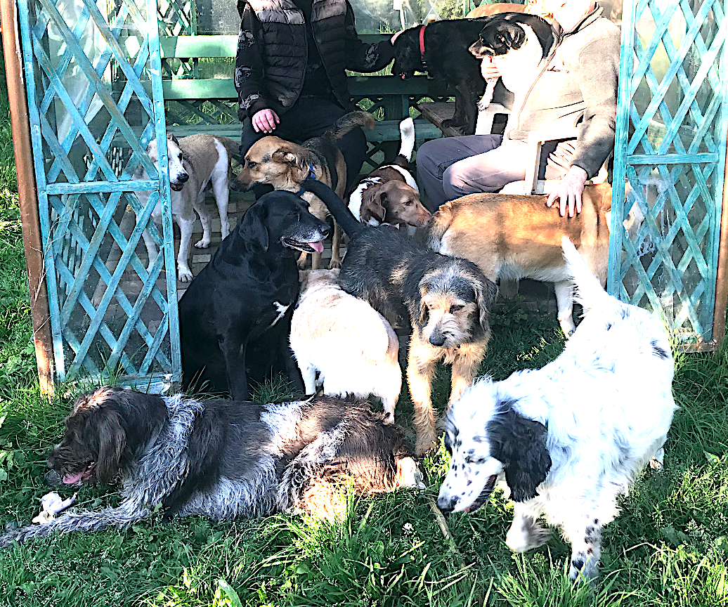 Campaign cover image for Help Relocate Geo Dogs