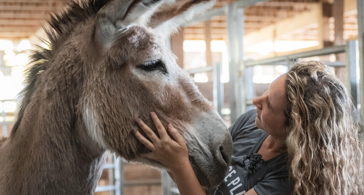 Campaign cover for Rescue - Shelter - Protect - Give Now