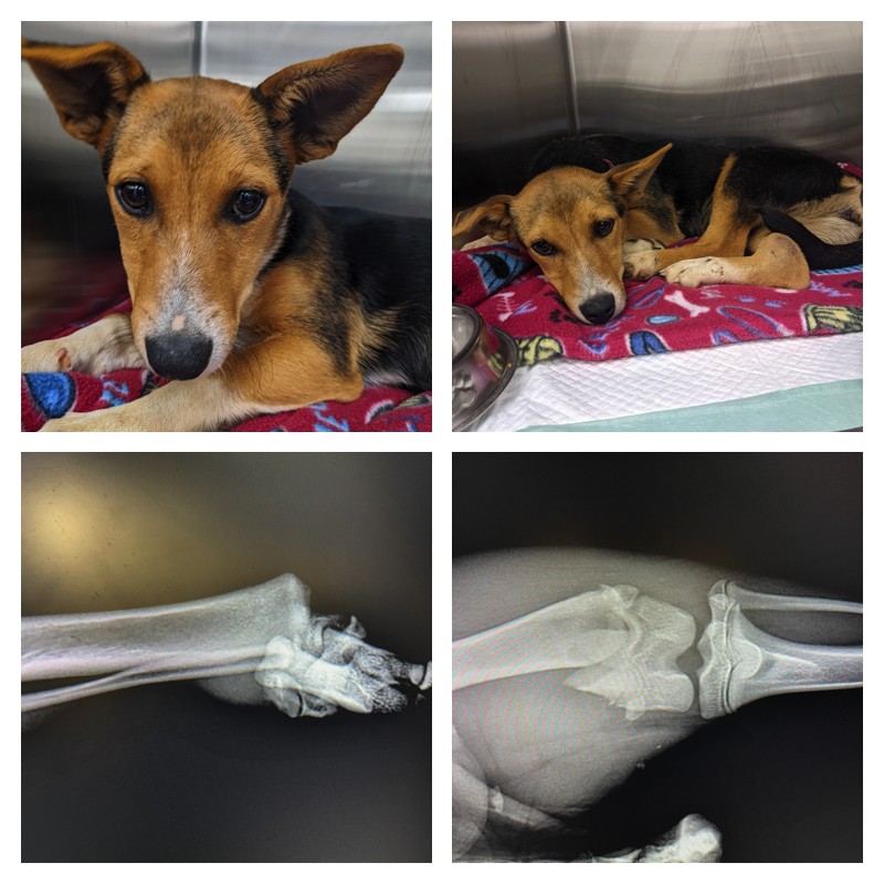 Campaign cover image for 7 Month Old Caroline HIt by Car - 2 Broken Legs