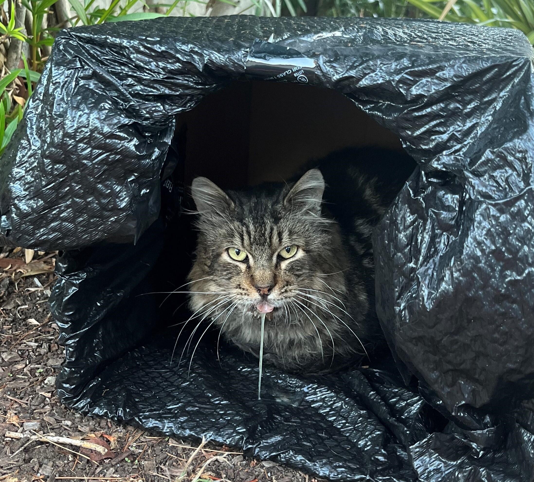 Campaign cover image for RAGGEDY cries in pain when he tries to eat.