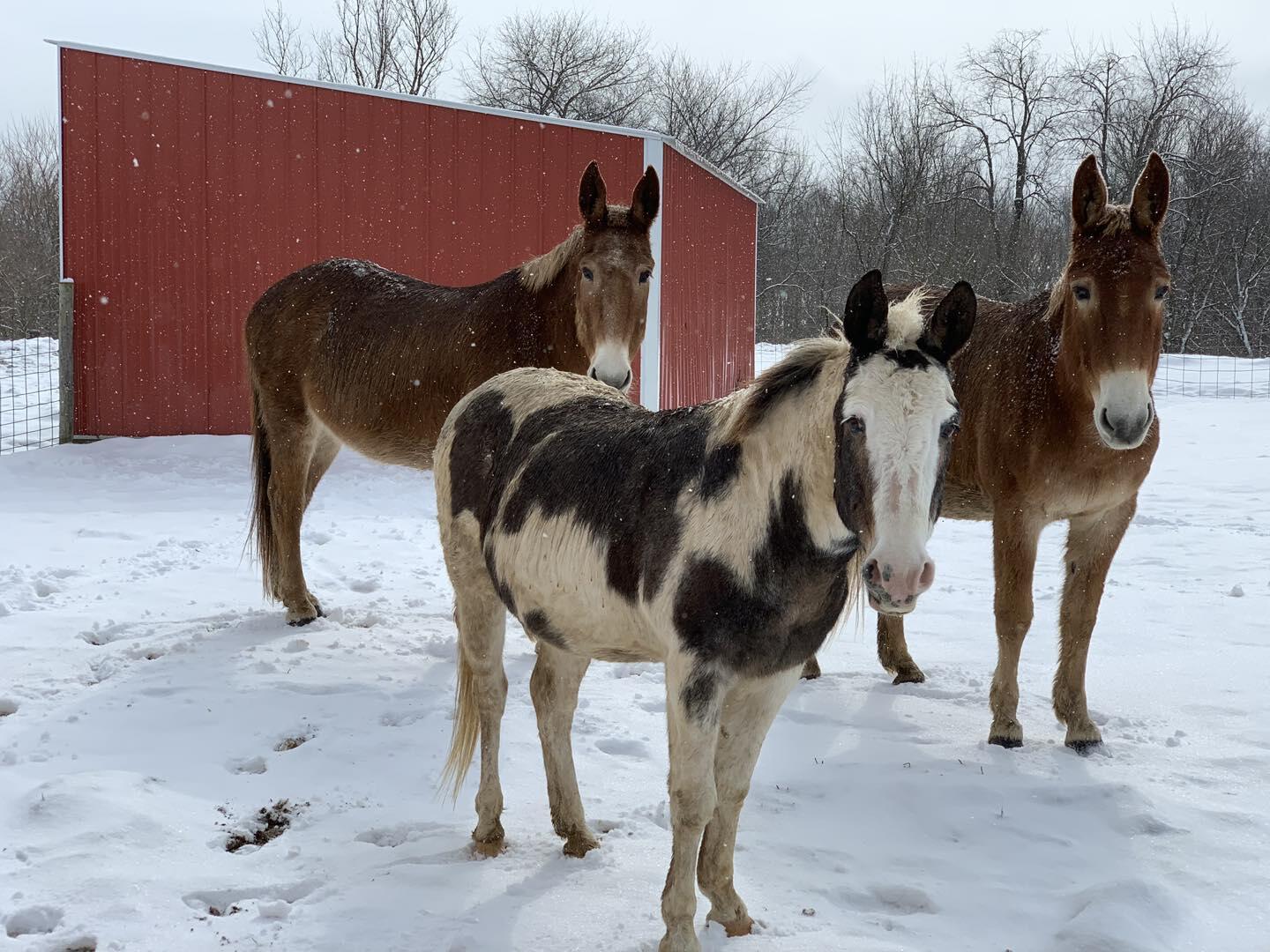 Campaign cover image for Annual Appeal For 2025