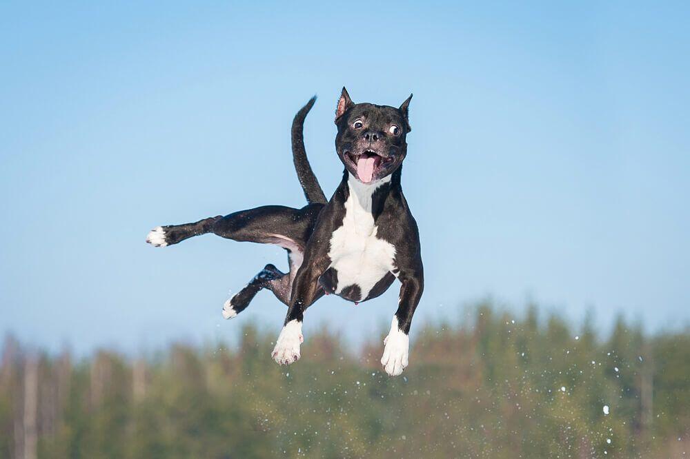 Campaign cover image for All Gas, No Brakes: Help for High Arousal in Dogs