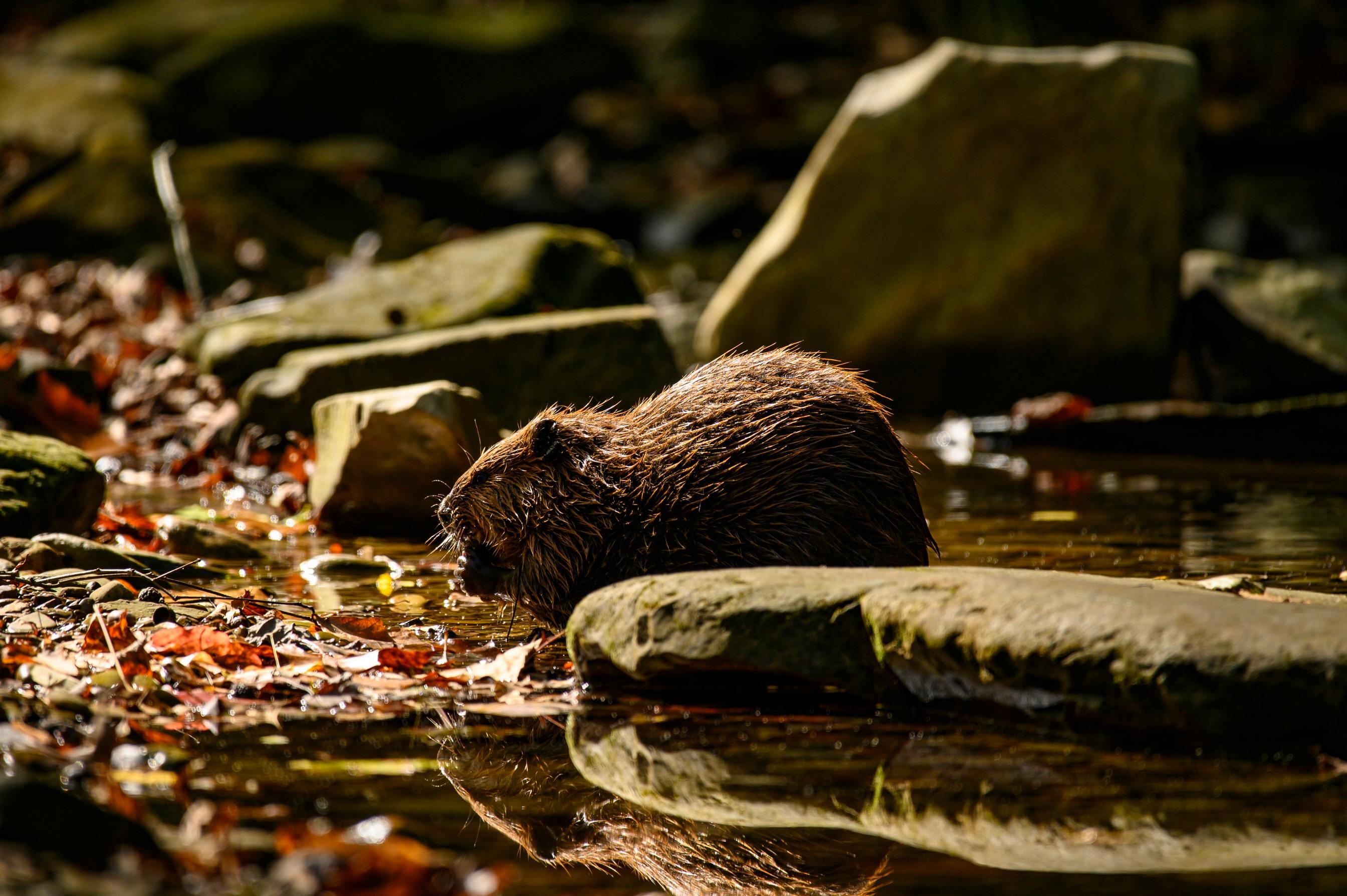 New Jersey Beaver Project