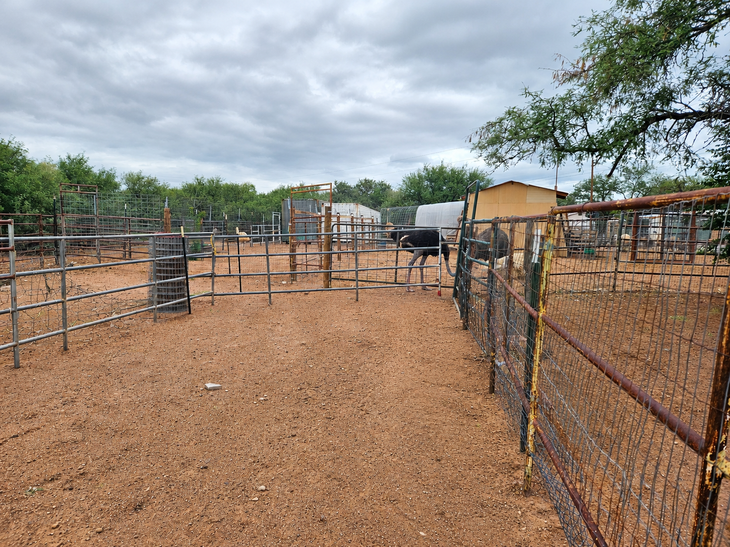 Campaign cover image for 🪶 Help Us Finish the Ostrich Safety Fence!
