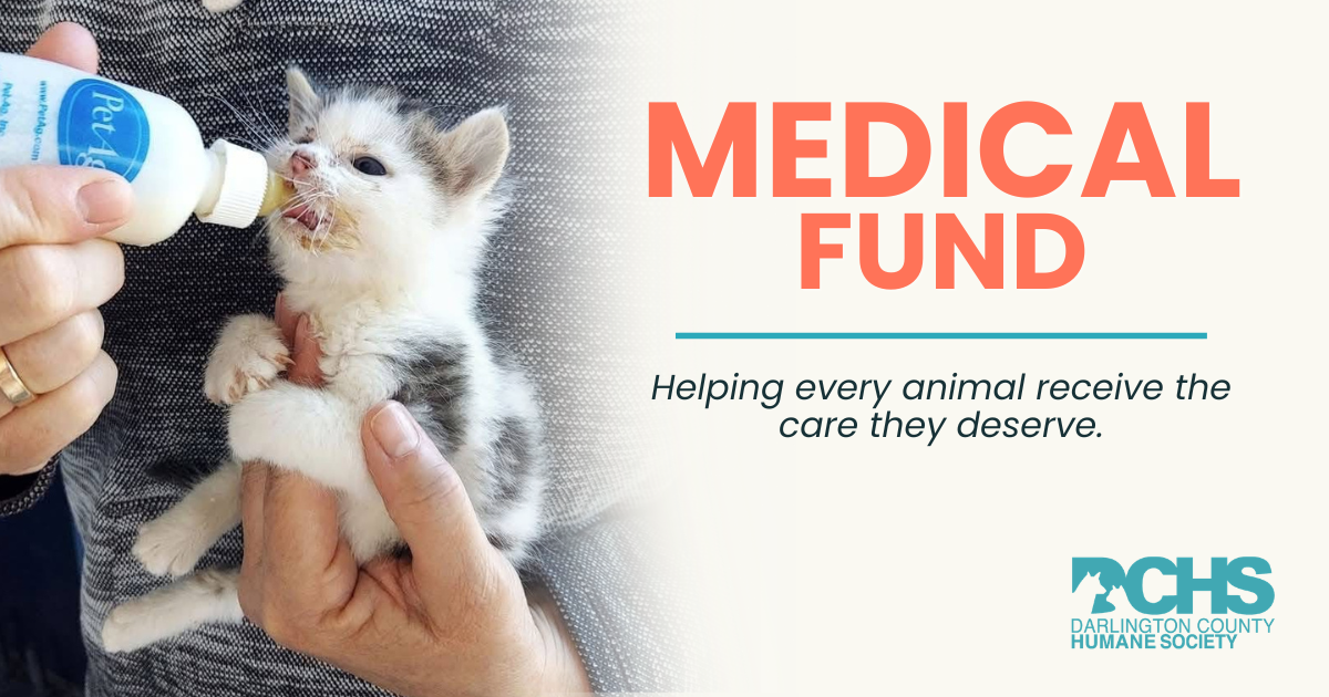 Campaign cover image for DCHS Medical Fund