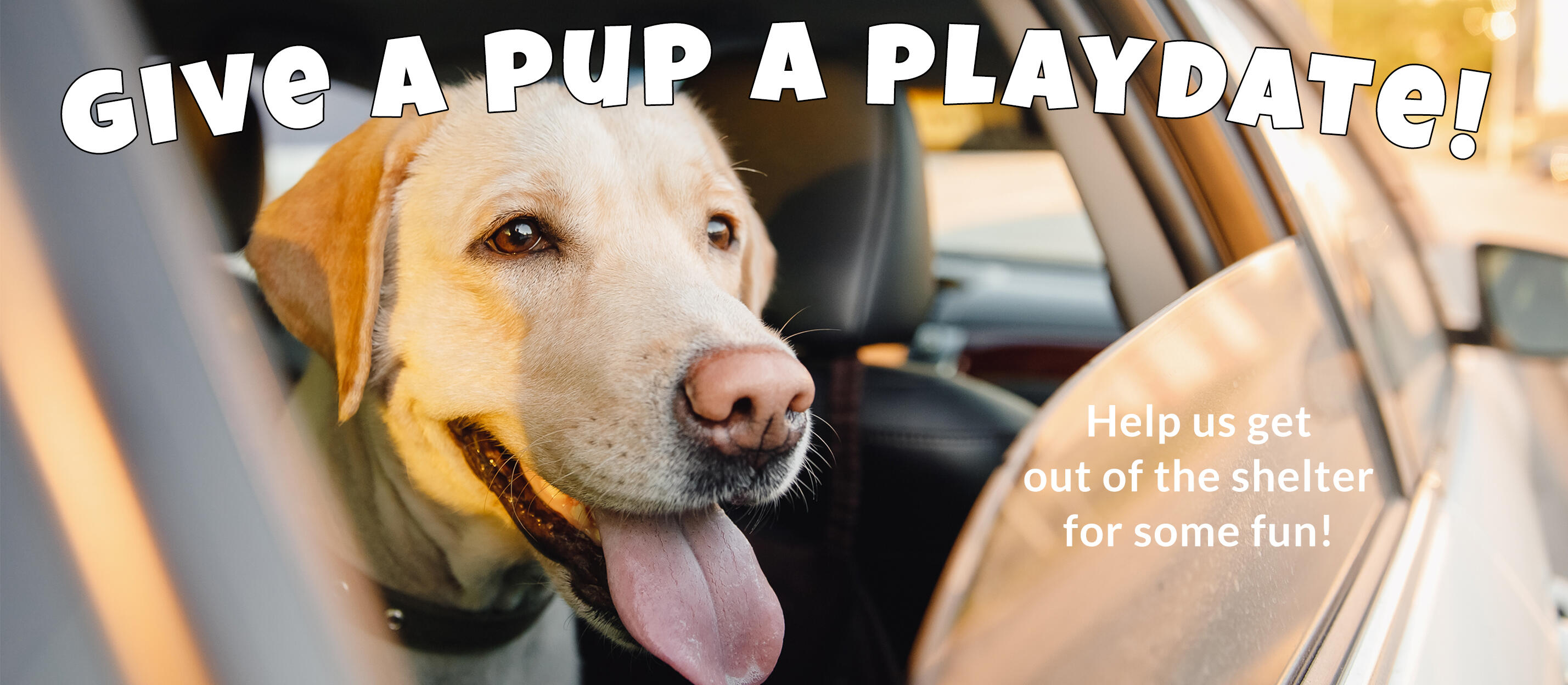 Campaign cover image for Give a Pup a Playdate!