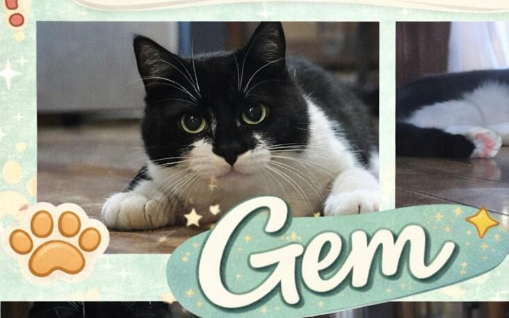 Campaign cover for Donation by # of GEMs Toes 🙀!