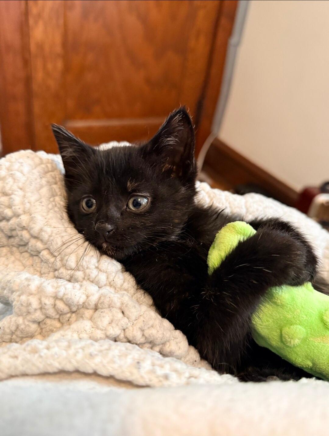 Campaign cover image for Yogi Bear has a real Boo Boo. Not a sidekick - a fractured femur!