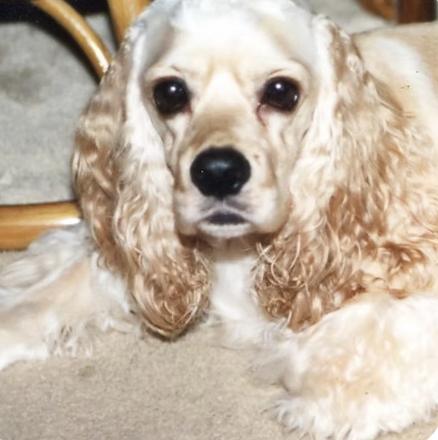 Corky | Best ears | The Moxons logo