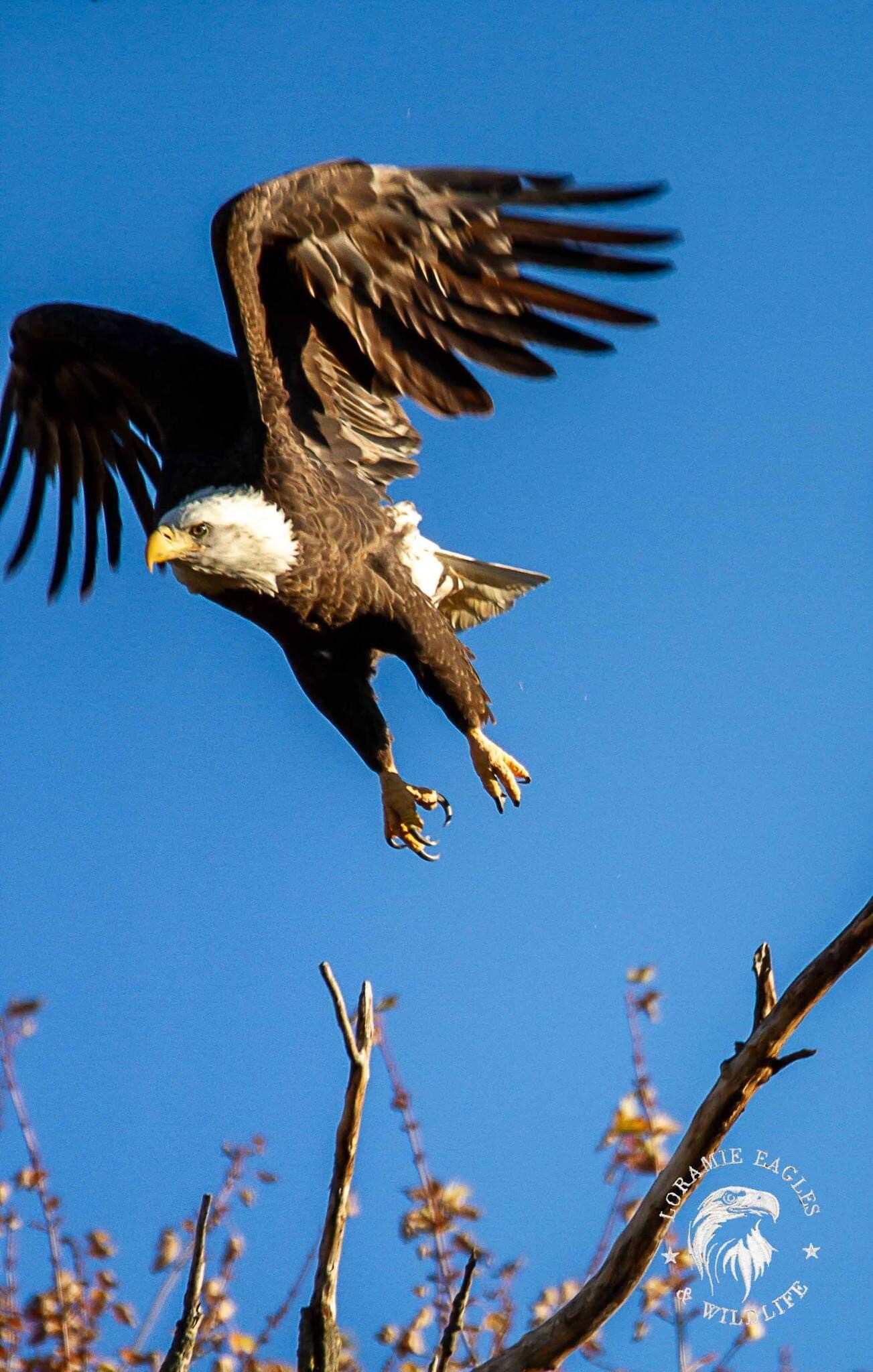 Lake Loramie Improvement Assoc