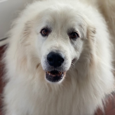 Allison Rathert avatar