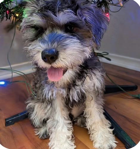 Tex | Best Child Handler | Luke Richey logo