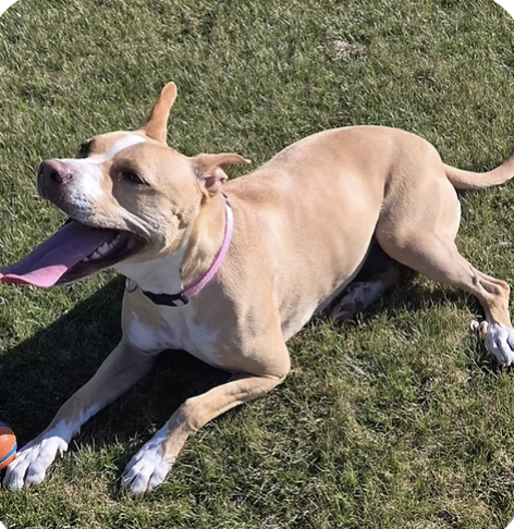 Frankie Mae | Best Smile | The Van Cleave Family logo