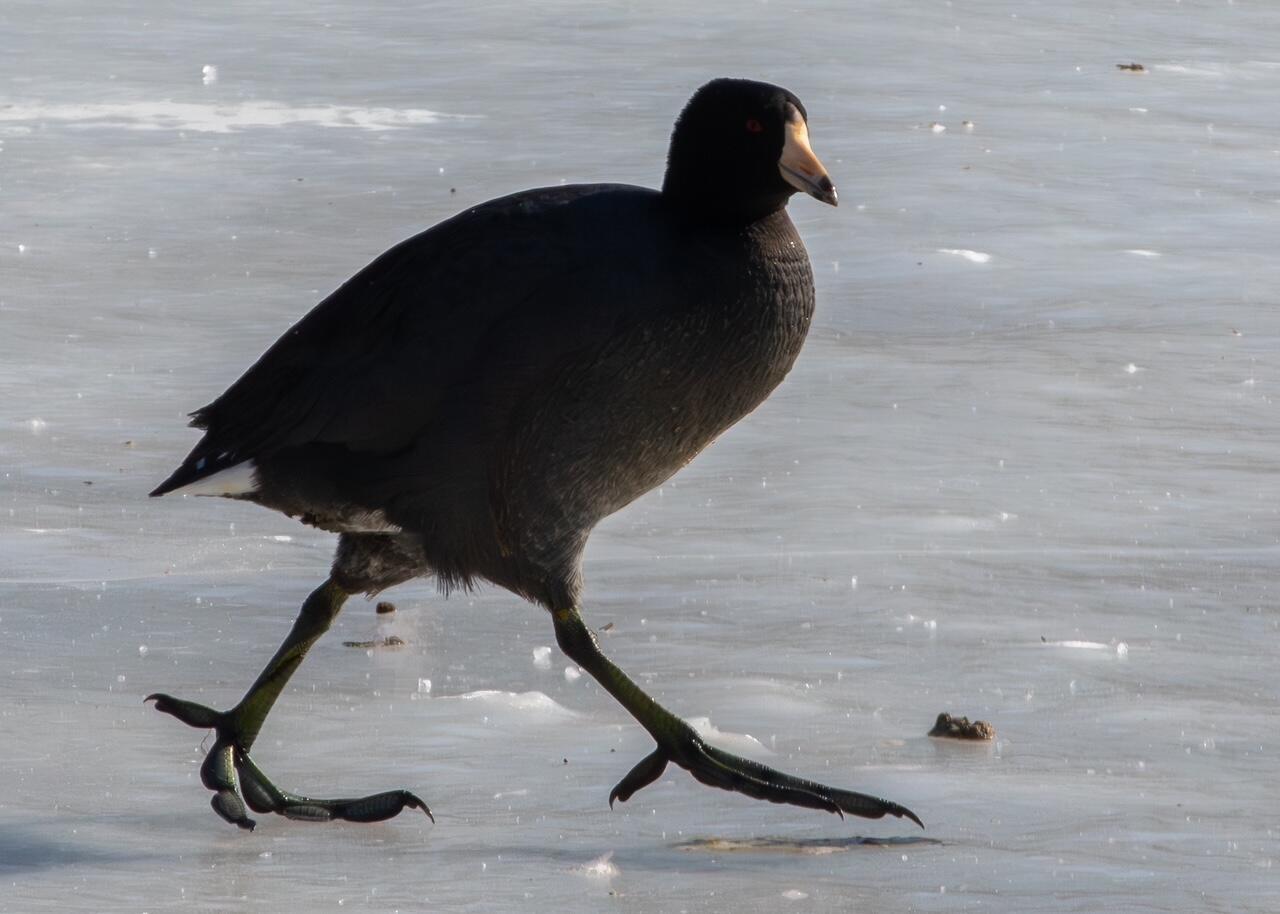 These Coots Are Made for Walkin’ logo