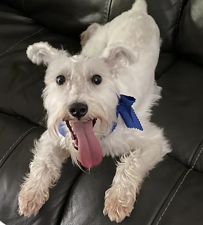 Marshmellow | Best Smile | Marsci Osowski logo