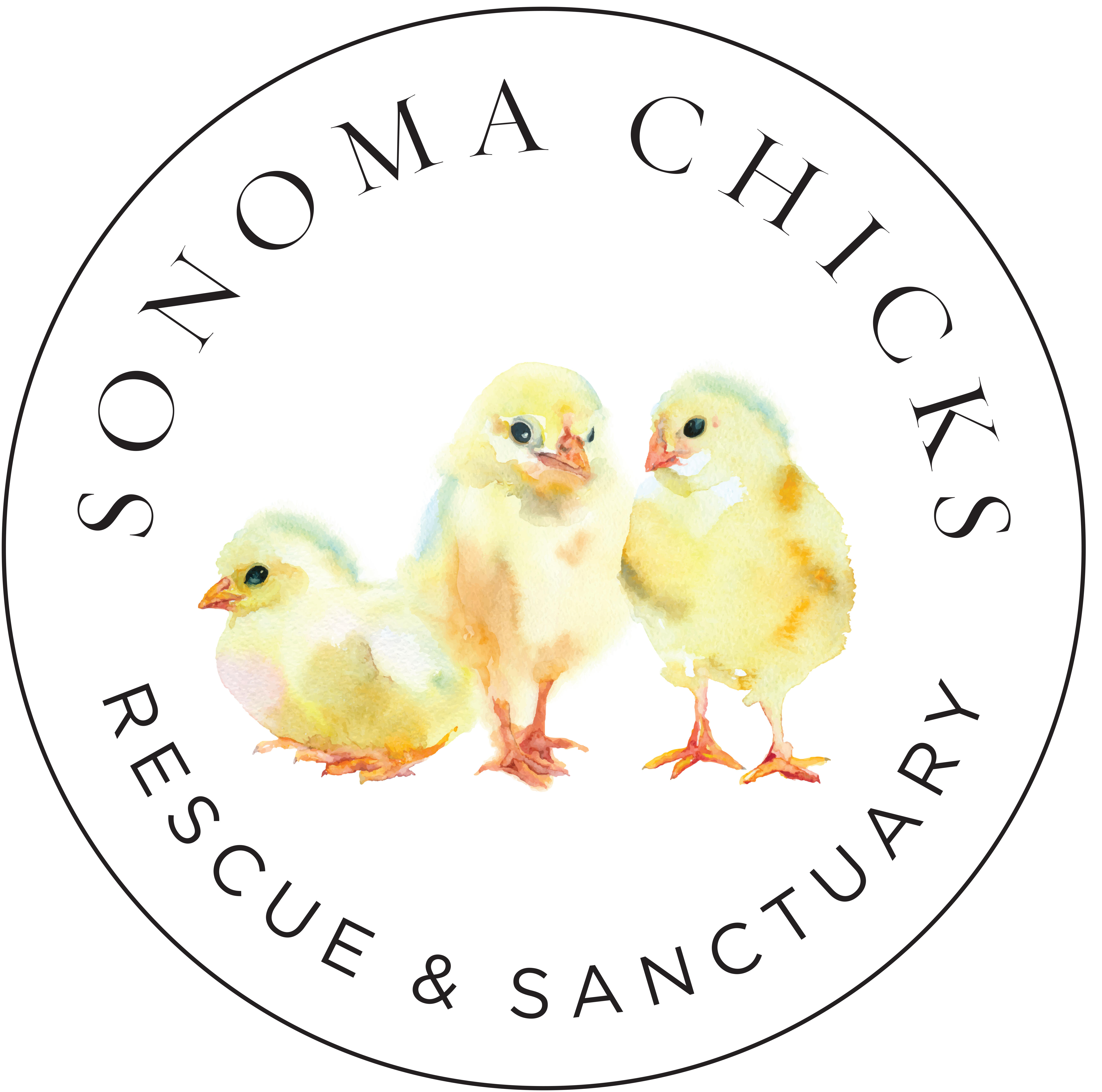 Sonoma Chicks Rescue and Sanctuary