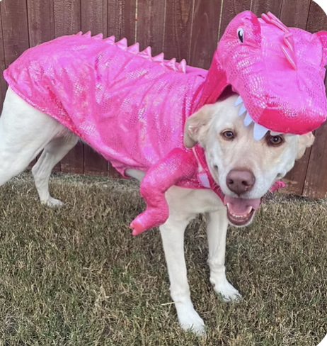 Sage | Best Dressed | The Jamie Family logo