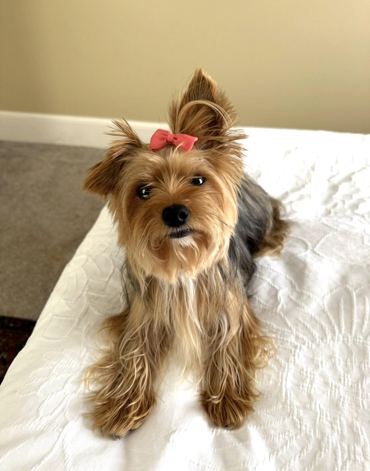 LUNA THE YORKIE logo
