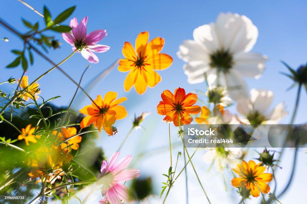 Let Life Bloom logo