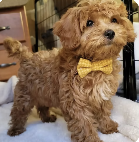 Theo | Best Dressed | Cassie Harper logo