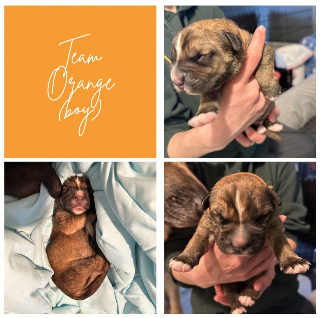 Puppy 1: Orange (male) logo