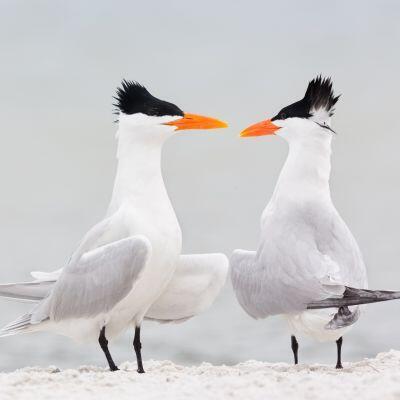 Simon's TCI Royal Terns 🇹🇨 logo