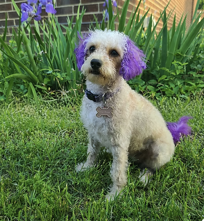 Briar | Rose Best Ears | Christy Wright logo