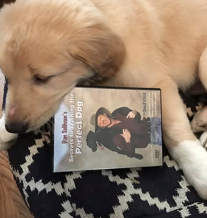 Humphrey | Cutest Puppy | The Herrstrom Family logo