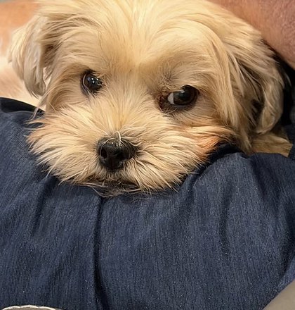 Layla | Cutest puppy | Marsci Osowski logo