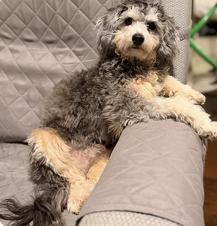 Teddy | Cutest Puppy | The Dodd Family logo