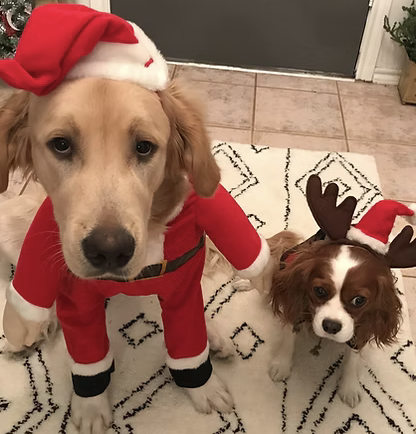 Humphrey and Annie | Best Dressed  | The Herrstrom Family logo